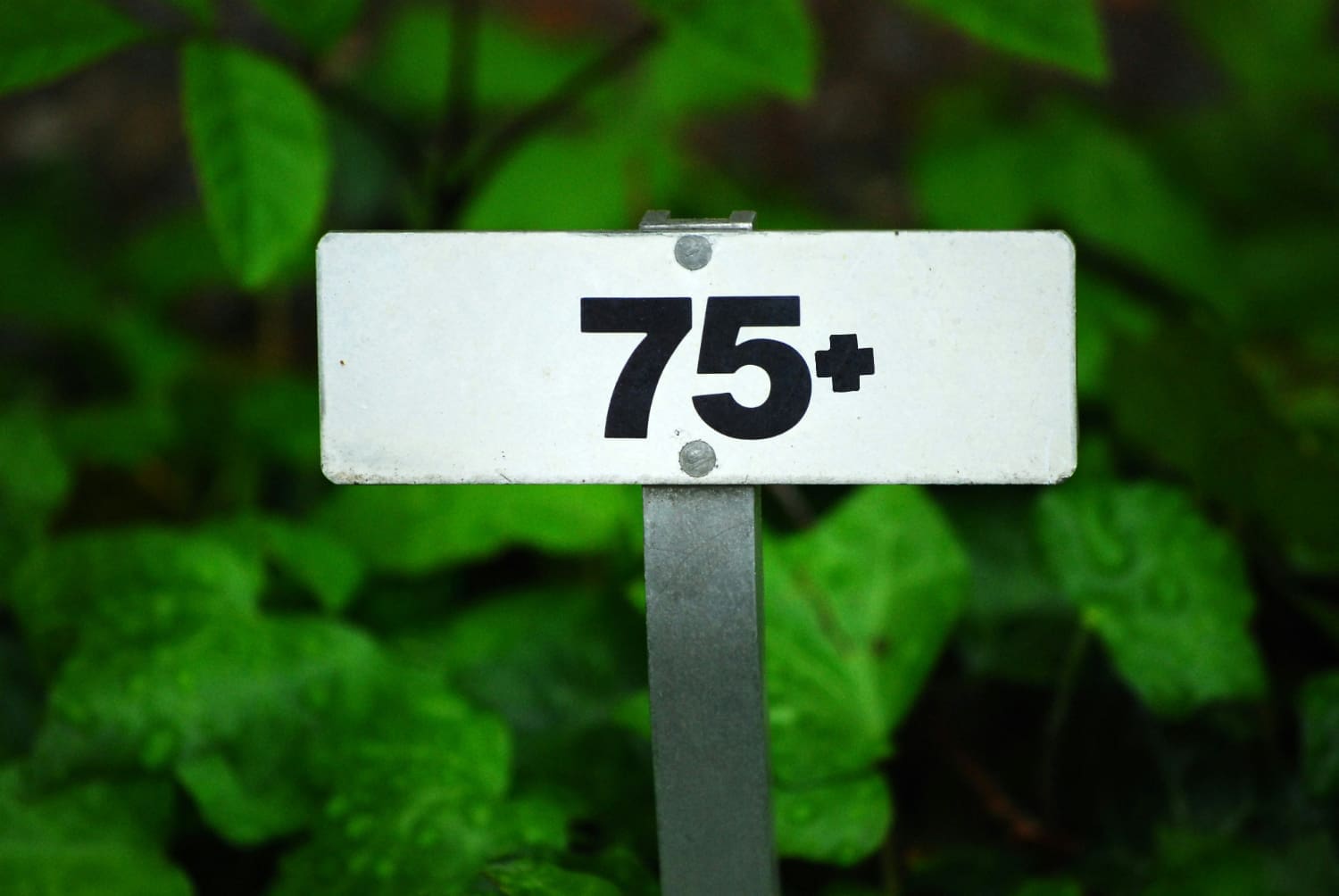 75+ A small sign with '75+' written on it, with green plants in the background.