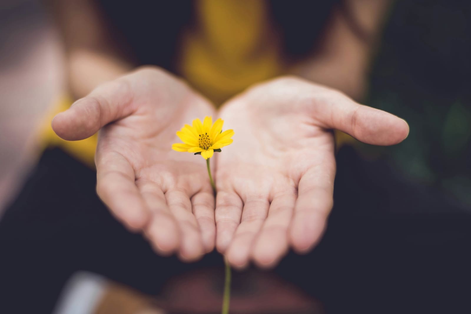 Flower Two outstretched hands with buttercup in between them.