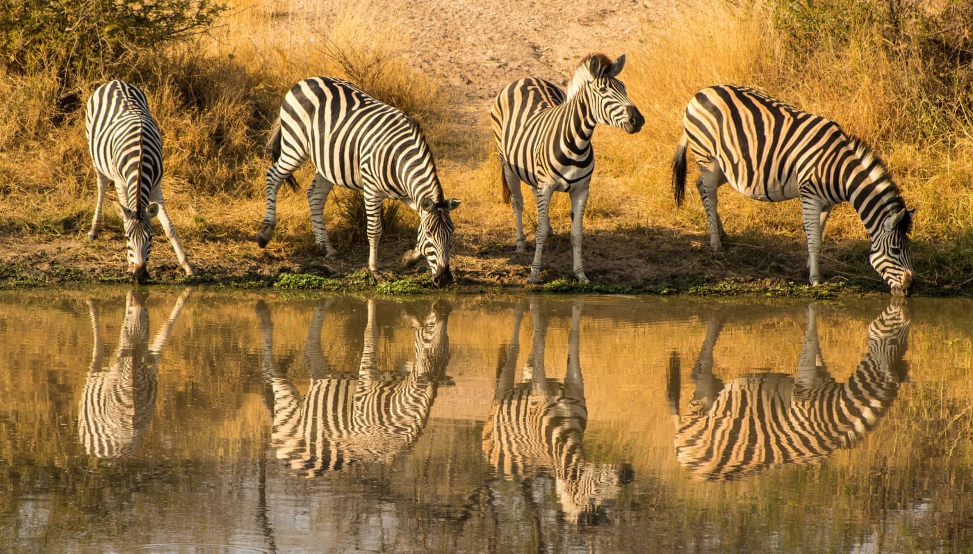 Zebras Four zebras side by side drinking at a watering hole.